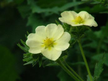 Potentilla recta 'Sulphurea' bestellen